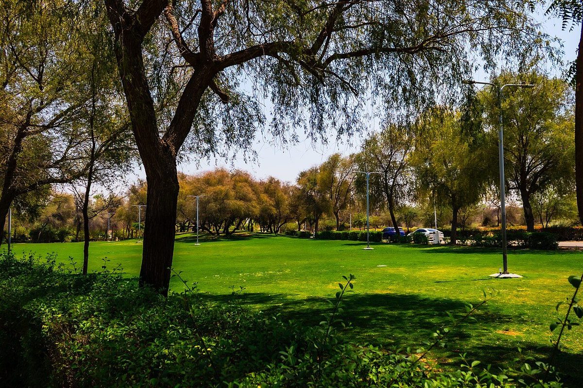 Зелёная лужайка и деревья в парке Мушриф в Дубае
