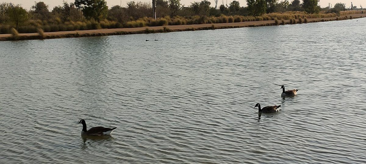 Гуси и утки на озере Аль-Кудра в пустыне