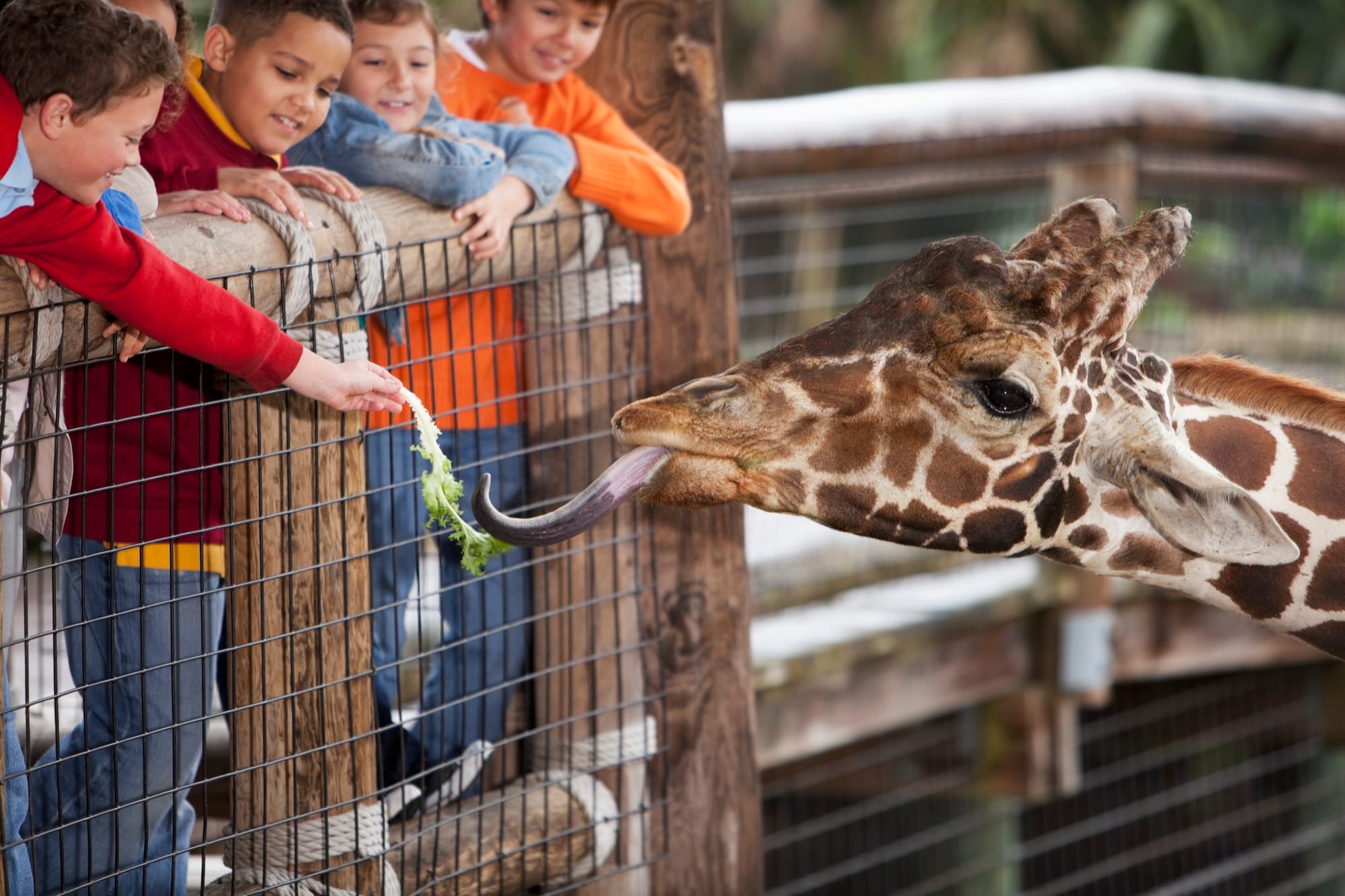 Animal Safaris & Zoos